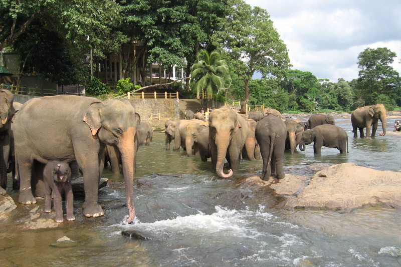 Sri Lanka, Pinnawela Elephant Orphanage